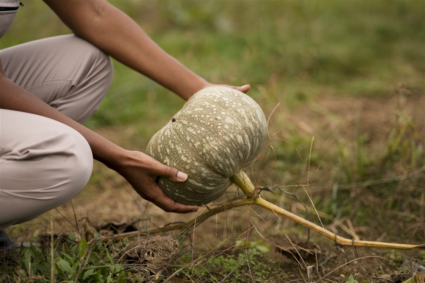 Récolte agricole